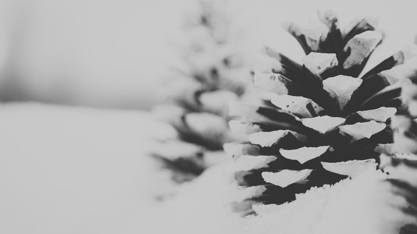 Featured image for “White Christmas”